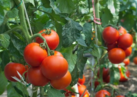 Сорта или гибриды – что подойдет именно вам, и как выбрать семена томатовдля своего региона