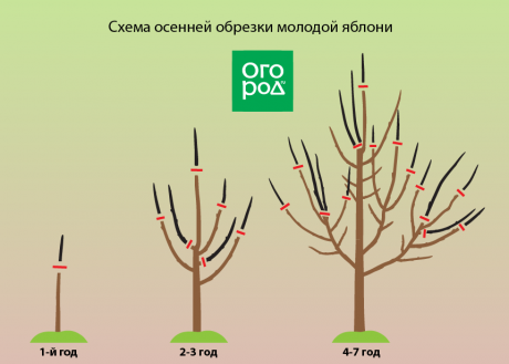 Устранение поврежденных и больных веток