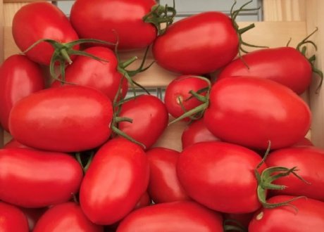 сорта томатов для вяления