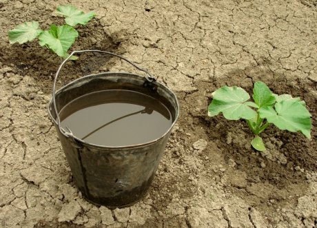 Гуминовые удобрения — что это такое и как они помогают повысить урожайность