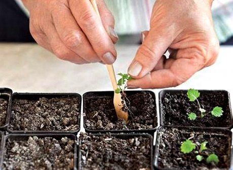 Выращивание клубники из семян в 4 этапа