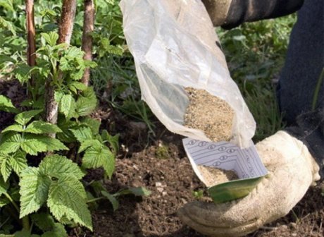 Уход за ремонтантной малиной во время плодоношения – памятка садоводу