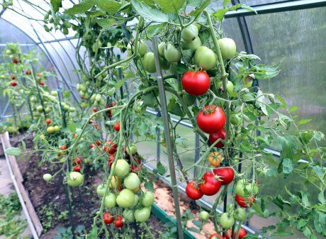Как ускорить созревание помидоров дома?