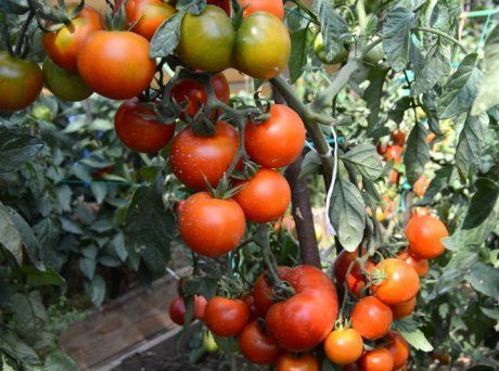 Вся правда о пасынковании и прищипывании помидоров