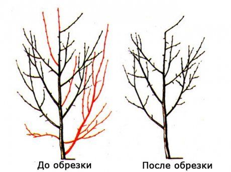 Предотвращение распространения болезней