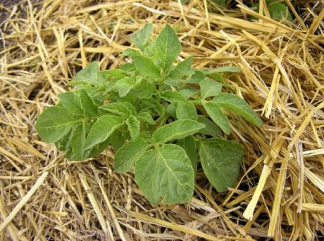 Посадка картофеля под солому: огород без хлопот. Лучшие способы посадки, технология выращивания