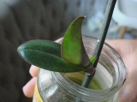 как размножить орхидею из цветоноса в домашних условиях