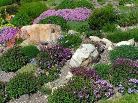Альпийская горка с фиолетовыми цветками