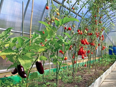 Что посадить рядом с помидорами в теплице и открытом грунте?