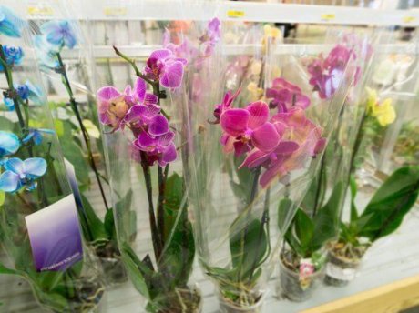 Как выбрать подходящую орхидею для домашнего уюта