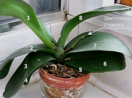 Особенности полива разных видов орхидей