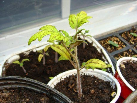 Почему у помидор желтеют листья в теплице: причины и способы решения проблемы