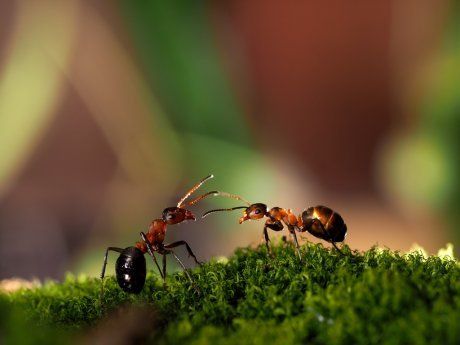 Высевая овощные культуры на свои грядки весной, каждый садовод и огородник рассчитывает получить богатый урожай. Но в силу обстоятельств можно вообще лишиться урожая или получить его в меньшем количестве. К таким печальным моментам можно отнести нашествие муравьев на капусту. Так что делать, когда муравьи едят капусту? Попробуем разобраться ниже.