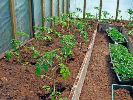 Как защитить растения от болезней и вредителей с помощью пищевой соды |  Дела огородные (Огород.ru)