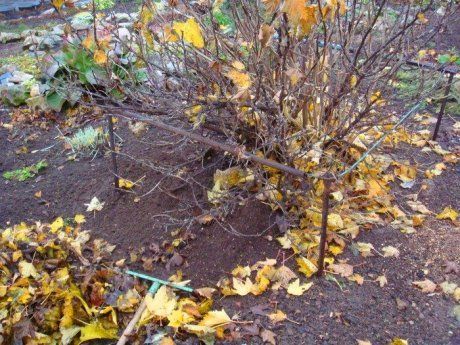 Смородина и крыжовник осенью – правильный уход и подготовка к зиме