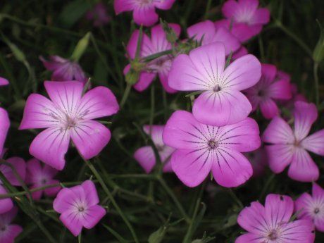 20 растений с розовыми цветками – однолетники и многолетники на любой вкус  | Дизайн участка (Огород.ru)