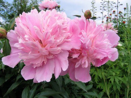 20 растений с розовыми цветками – однолетники и многолетники на любой вкус
