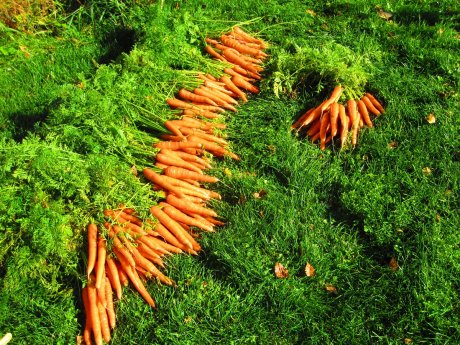 Морковь в грунт перед посадкой