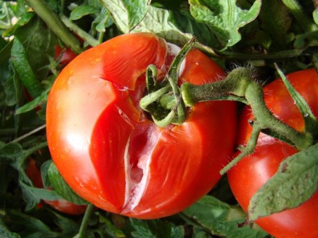 Почему помидоры гниют на кустах: все возможные причины и советы, что делать