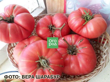 Лучшие сорта розовых томатов – рейтинг от читателей Огород.ru (отзывы ифото)