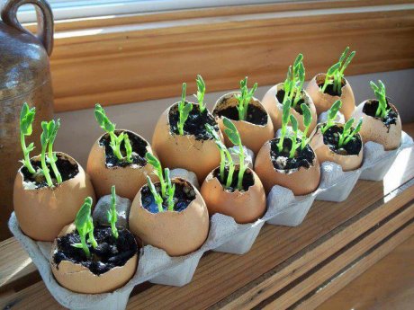 Как вырастить рассаду в яичной скорлупе: необычное решение