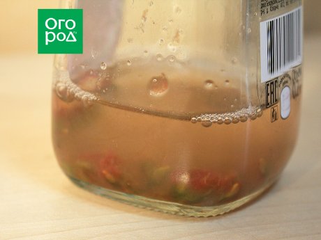 Как собрать и сохранить семена помидоров в домашних условиях