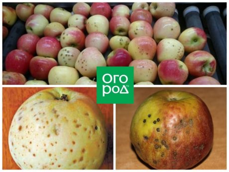 Что случилось с яблоками – определяем по урожаю | Lifestyle | Селдон Новости