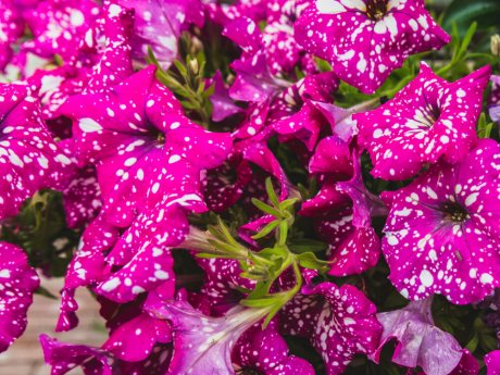 Сорта фиолетовых петуний подборки сортов с фотографиями и отзывами - петунии в фиолетовых оттенках для вашего сада