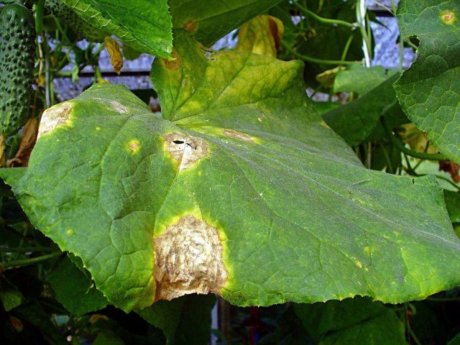 Причини та лікування плям на листках огірків, схожих на опіки