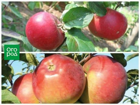 Сорта зимних яблонь для Урала – список фото характеристики отзывы