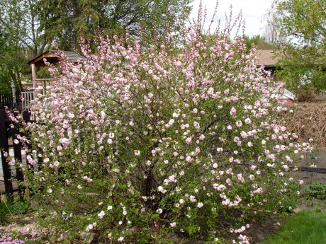 Цветок, похожий на сакуру, и 35 низкорослых лиан для посадки у дорожки, в альпинарии и по краю миксбордера