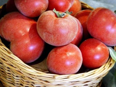Пушистые сорта томатов – 15 вариантов для теплицы и открытого грунта