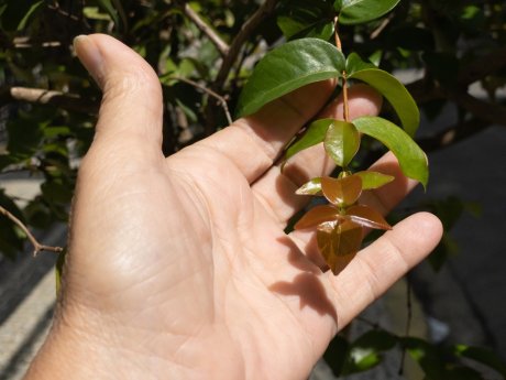 Суринамская вишня: как вырастить и с чем съесть