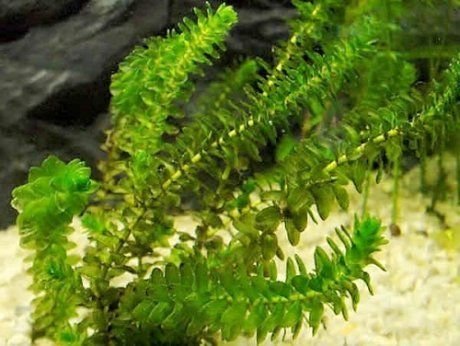 Растения-оксигенаторы для искусственного водоема: как создать здоровую экосистему в аквариуме [Сад sad]