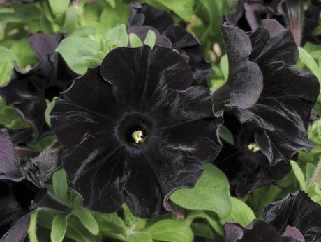 Черные цветы: 15 видов растений с темными бутонами и листьями | Дизайн  участка (Огород.ru)
