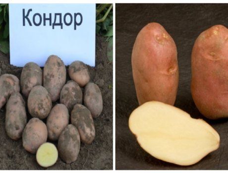 Голландский картофель: 5 наиболее урожайных сортов