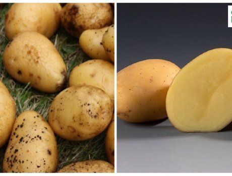 Голландский картофель: 5 наиболее урожайных сортов