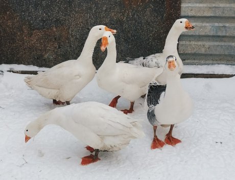 В чем особенность выращивания гусей: откровения птицевода | Личный опыт  (Огород.ru)