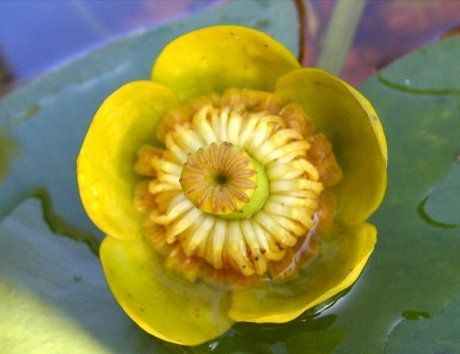 Кубышка желтая – сложно ли вырастить в пруду?