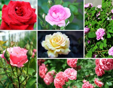 Дачные розы фото дачников и описание, виды, выращивание из семян, посадка в открытый грунт и уход за растениями, лечебные свойства (85+ фото и видео) + отзывы