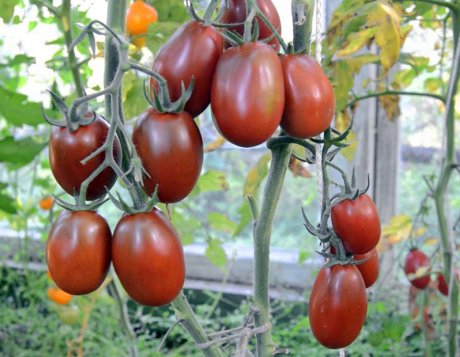 Лучшие сорта и гибриды томатов для вяления: 10 разноцветных вариантов