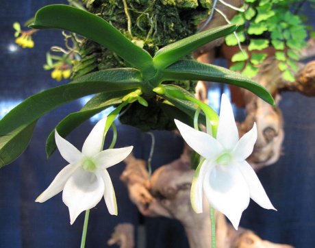 Малоизвестные виды орхидей – как выглядят, как вырастить дома | В цветнике  (Огород.ru)
