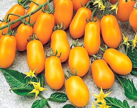Сорта самых сладких томатов черри ранние и поздние сорта семян Как выбрать лучший сорт