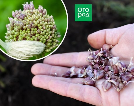 Как выращивать чеснок из семян?