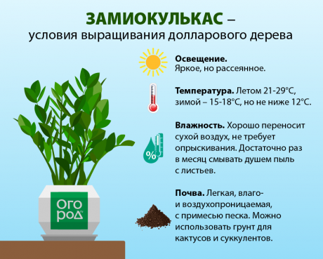 Методы посадки, полива и размножения Замиокулькаса: описание сортов долларового дерева