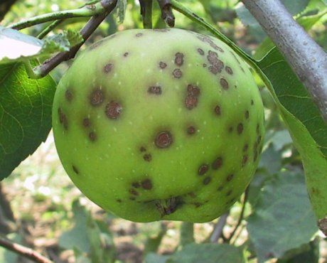 Как защитить яблоню и грушу от болезней и вредителей