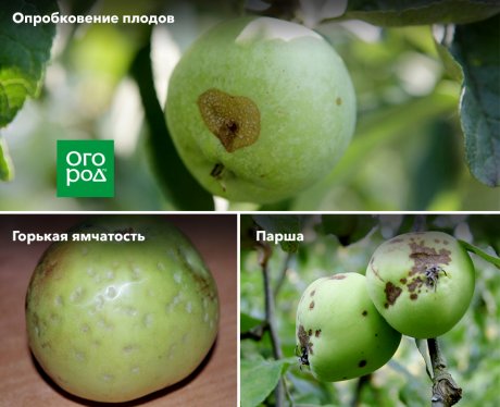 На яблоках наросты – что это такое | В саду (Огород.ru)