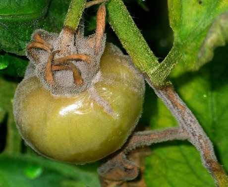 Почему у помидоров чернеют кончики плодов и как исправить проблему