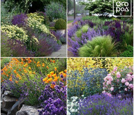 10 идей, как использовать лаванду в дизайне сада