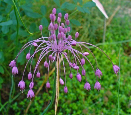 Колючие сорняки на огороде фото и названия и названия, описание и фото сорняков которые можно встретить на огороде